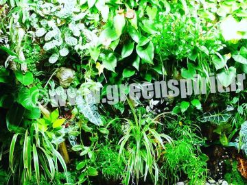 Réalisation d’un mur végétal vivant sur mesure par l’entreprise @greenspirit_mur_vegetal  #murvegetal #plafondvegetal #verticalgarden #designvegetal...